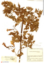 Pleonotoma jasminifolia image