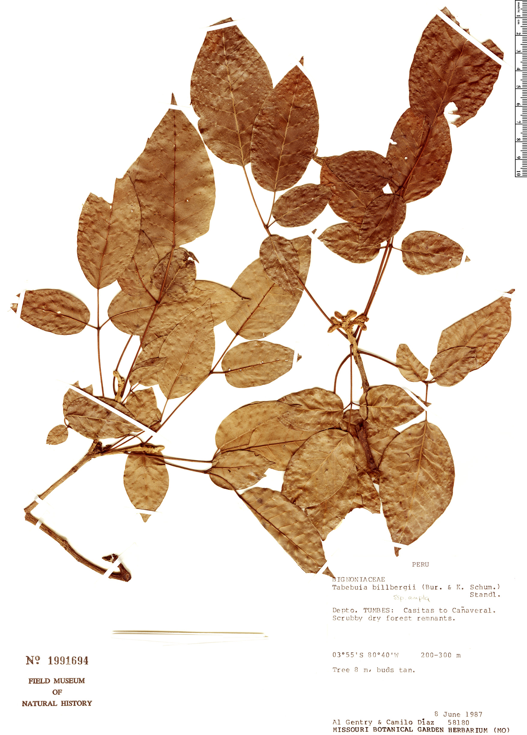 Handroanthus billbergii image