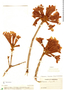 Handroanthus chrysanthus image