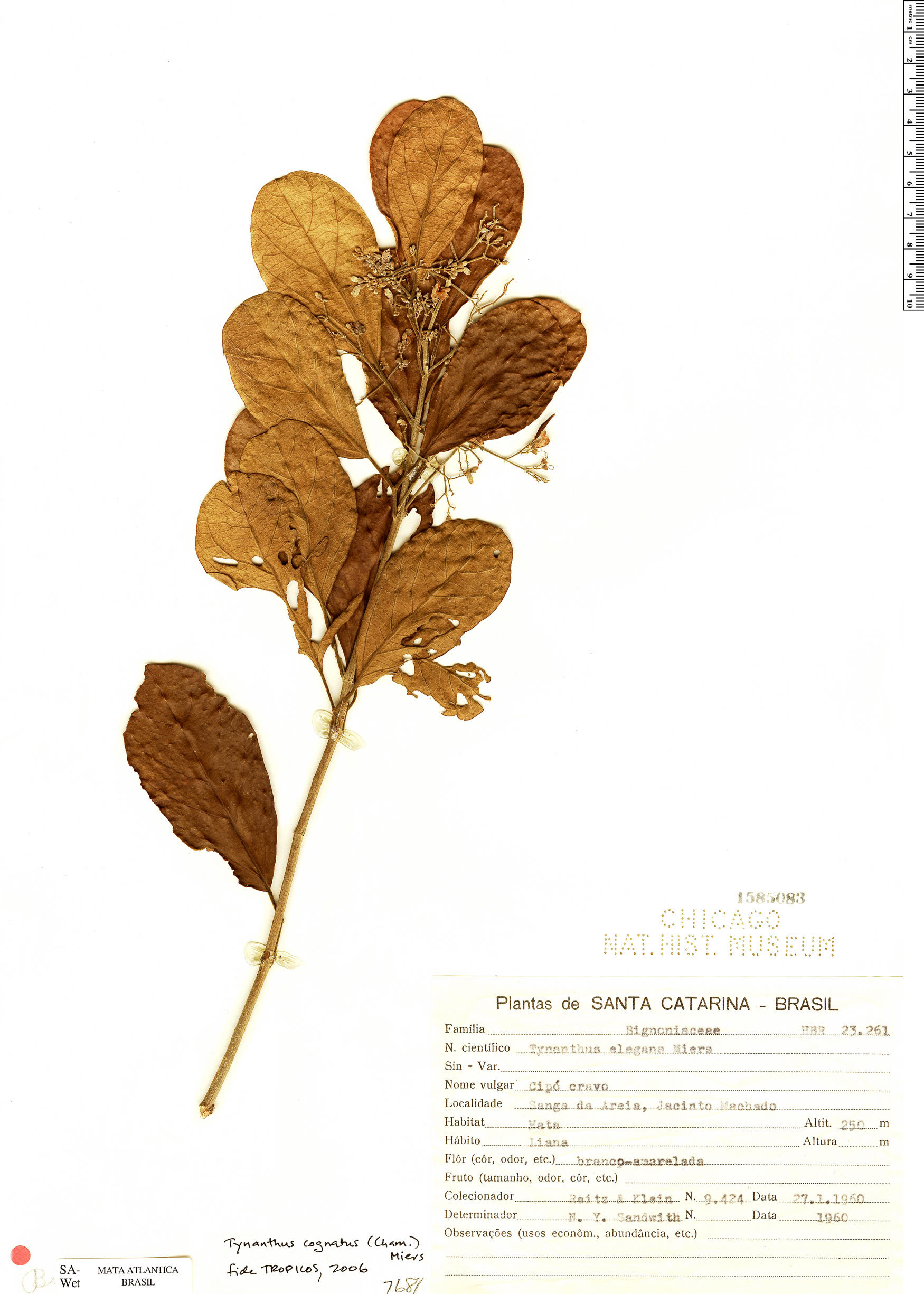 Tynanthus cognatus image