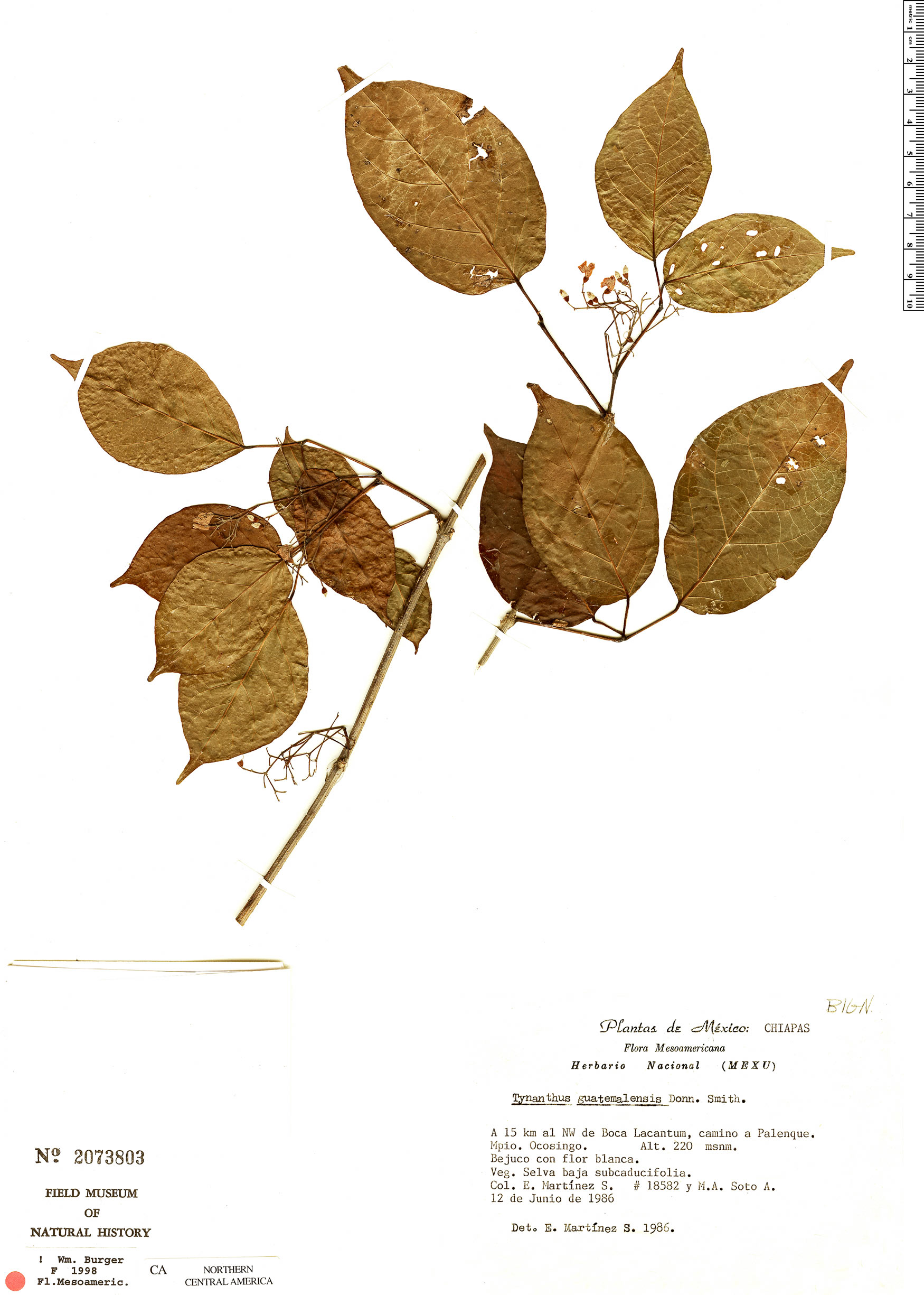 Tynanthus guatemalensis image
