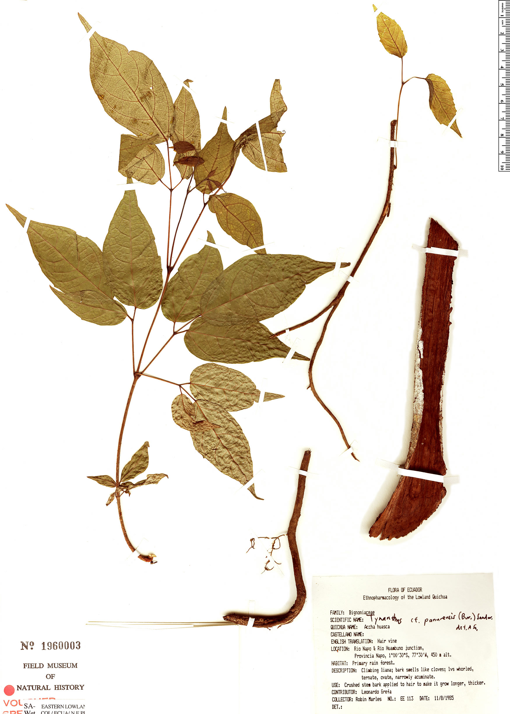 Tynanthus panurensis image