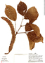 Tynanthus pubescens image