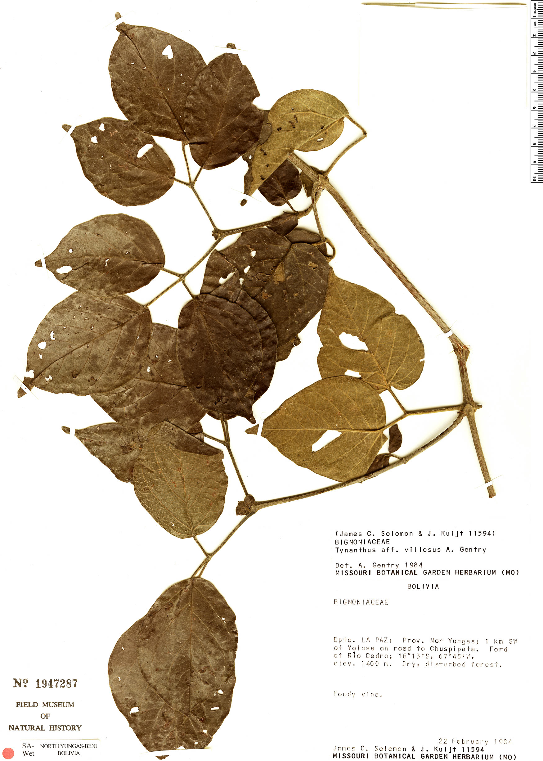 Tynanthus villosus image