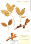 Ceiba pubiflora image