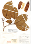 Huberodendron patinoi image