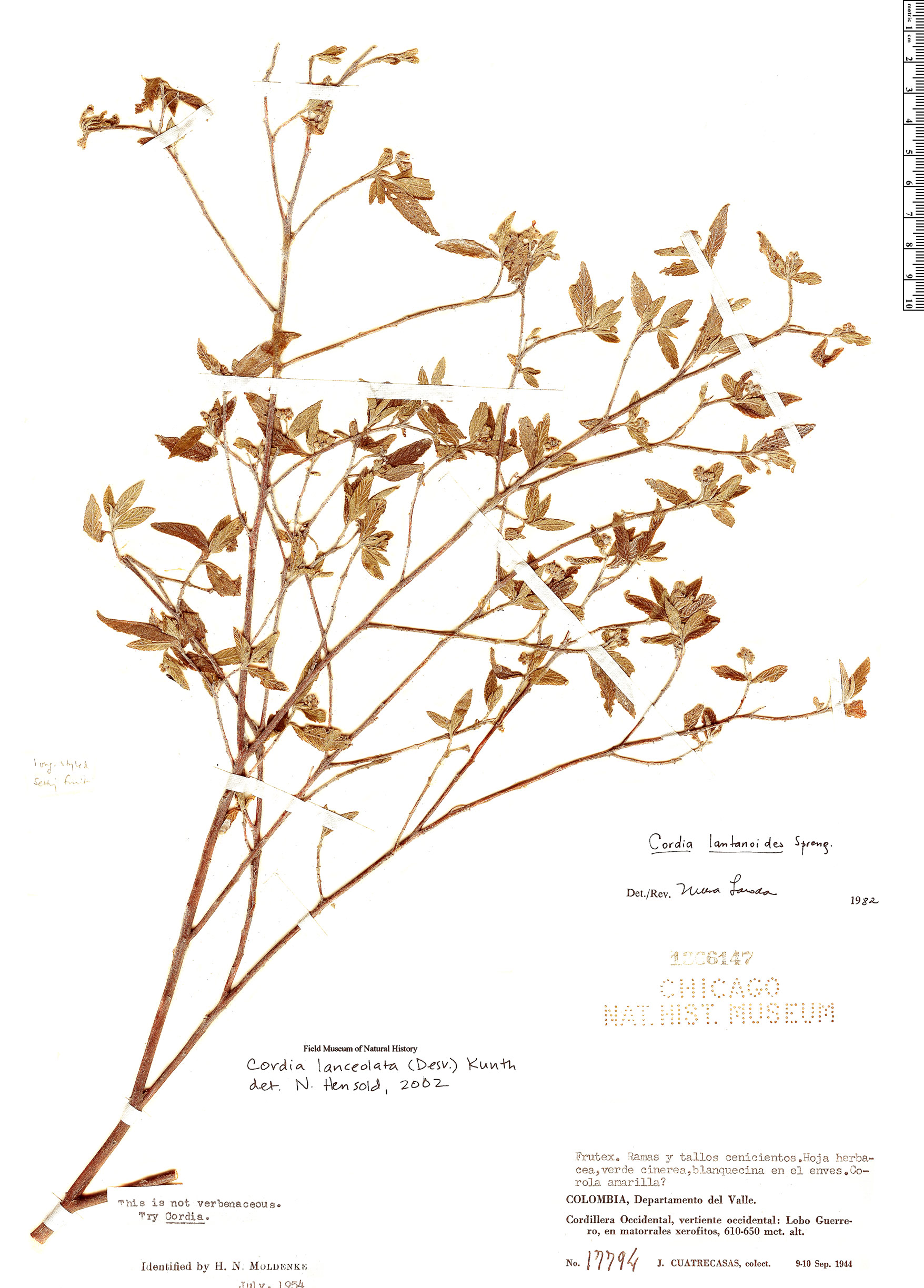 Varronia lanceolata image