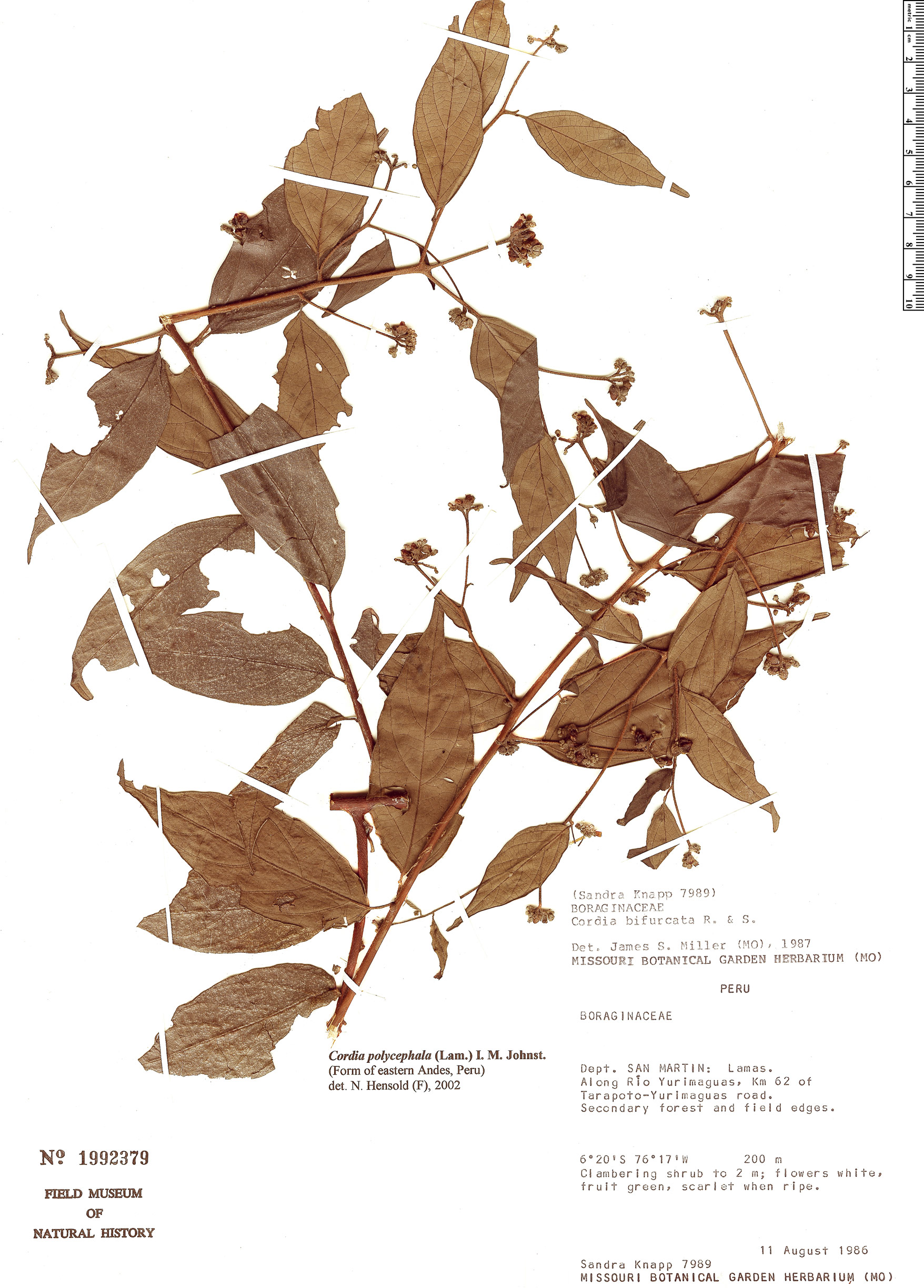 Varronia polycephala image