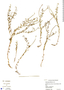 Heliotropium filiforme image