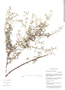 Heliotropium polyanthellum image