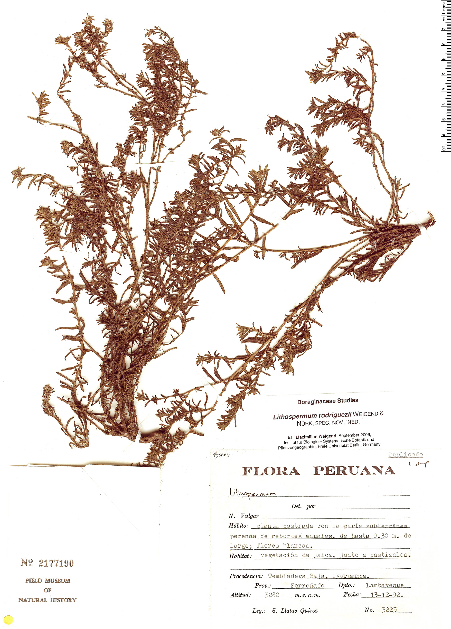 Lithospermum rodriguezii image