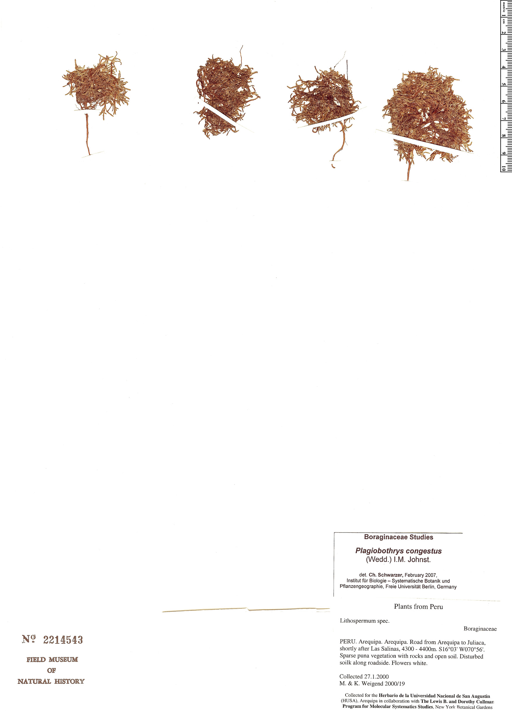 Plagiobothrys congestus image