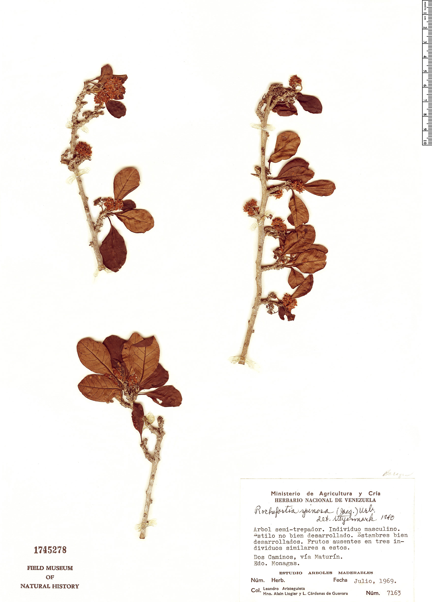 Rochefortia spinosa image
