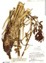 Brocchinia acuminata image