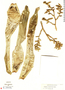 Guzmania rhonhofiana image