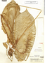 Pitcairnia calatheoides image