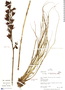 Pitcairnia fractifolia image