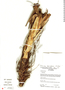 Pitcairnia macranthera image