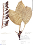 Pitcairnia palmoides image