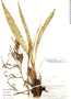 Pitcairnia tarapotensis image