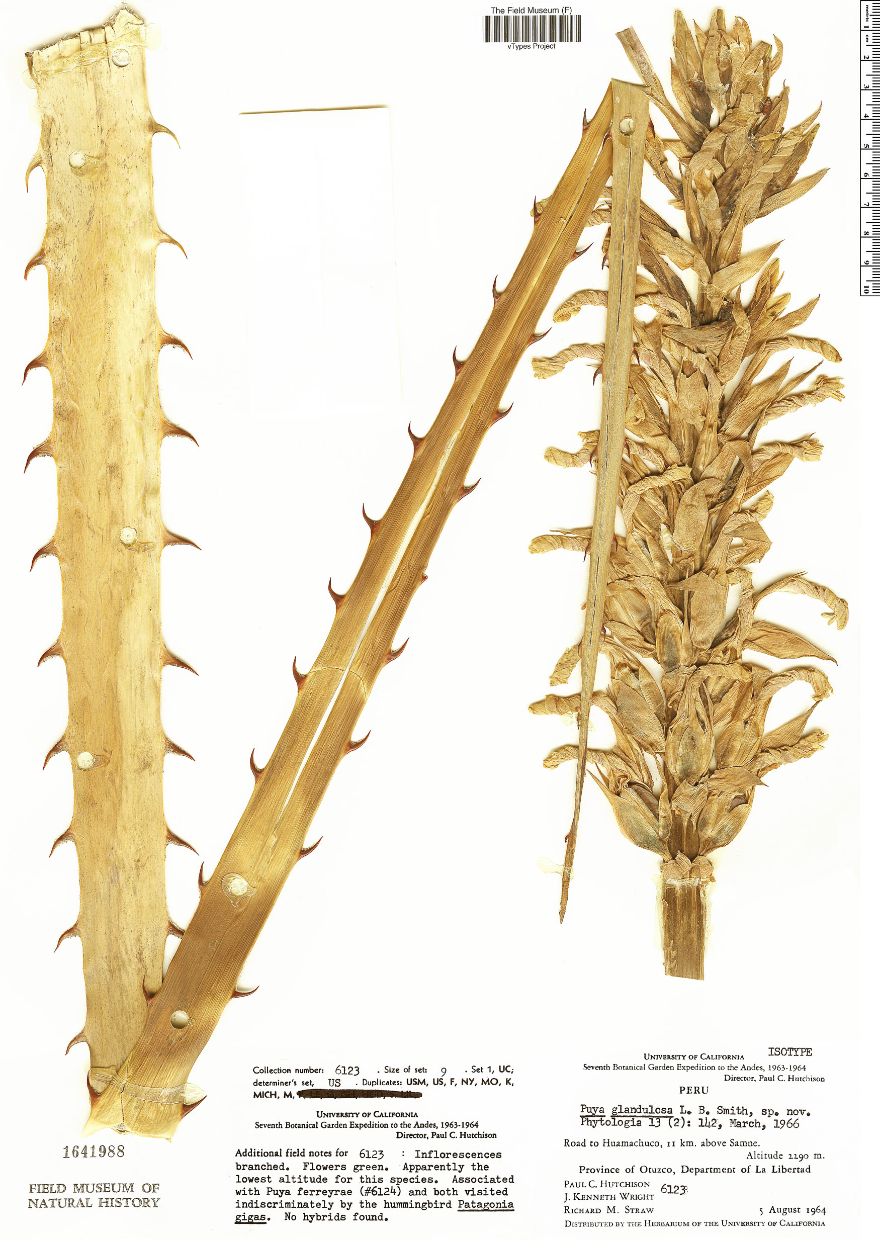 Puya glandulosa image