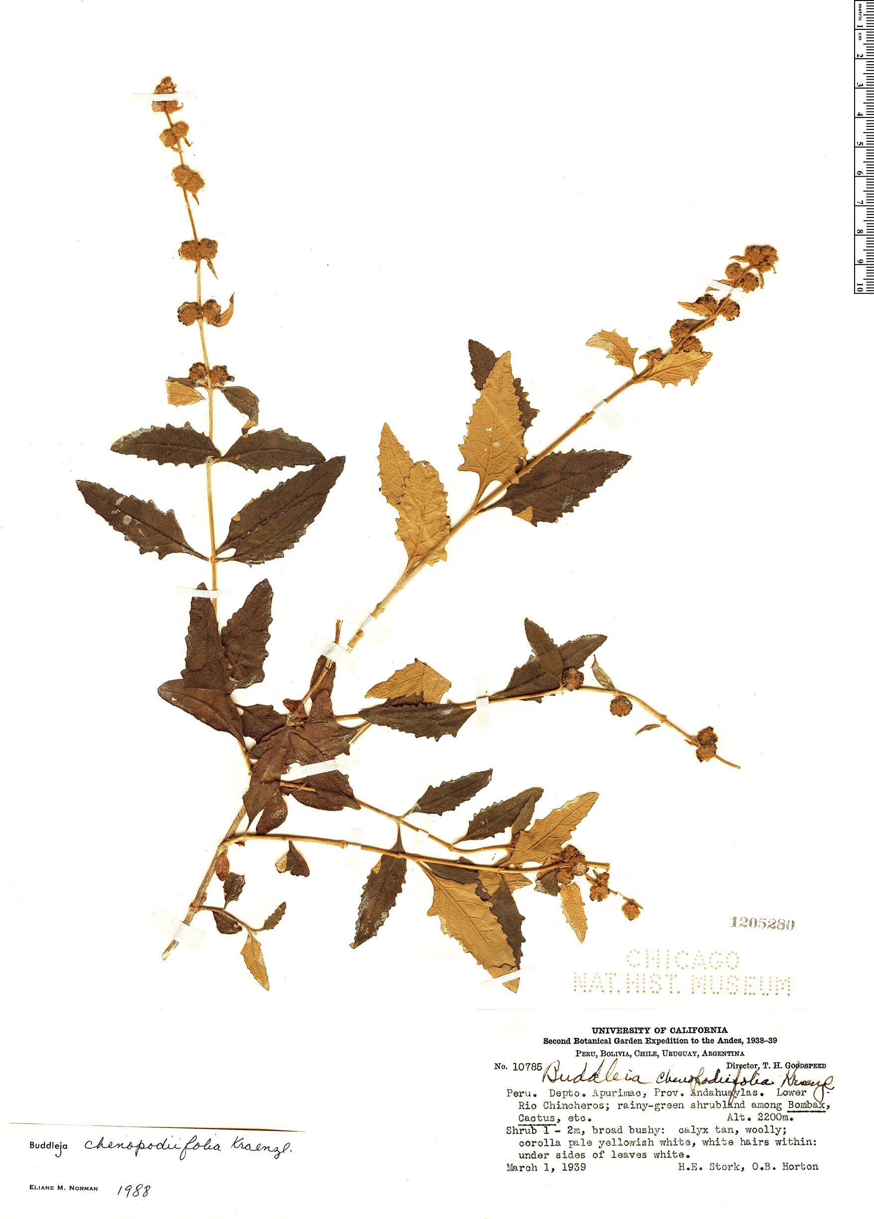 Buddleja chenopodiifolia image