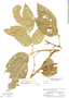 Protium glabrum image