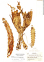 Hylocereus monacanthus image