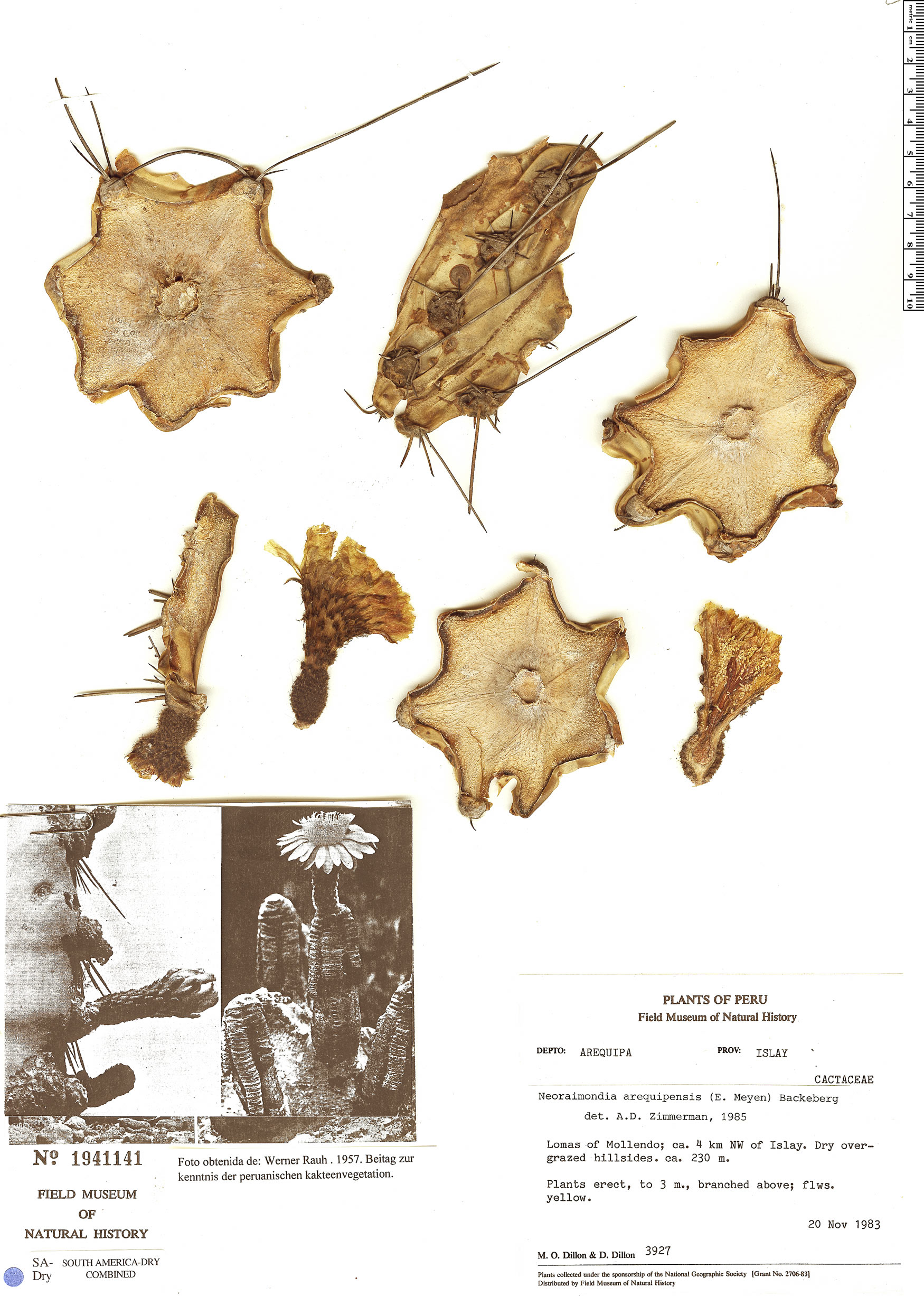 Neoraimondia arequipensis image