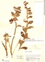 Burmeistera breviflora image