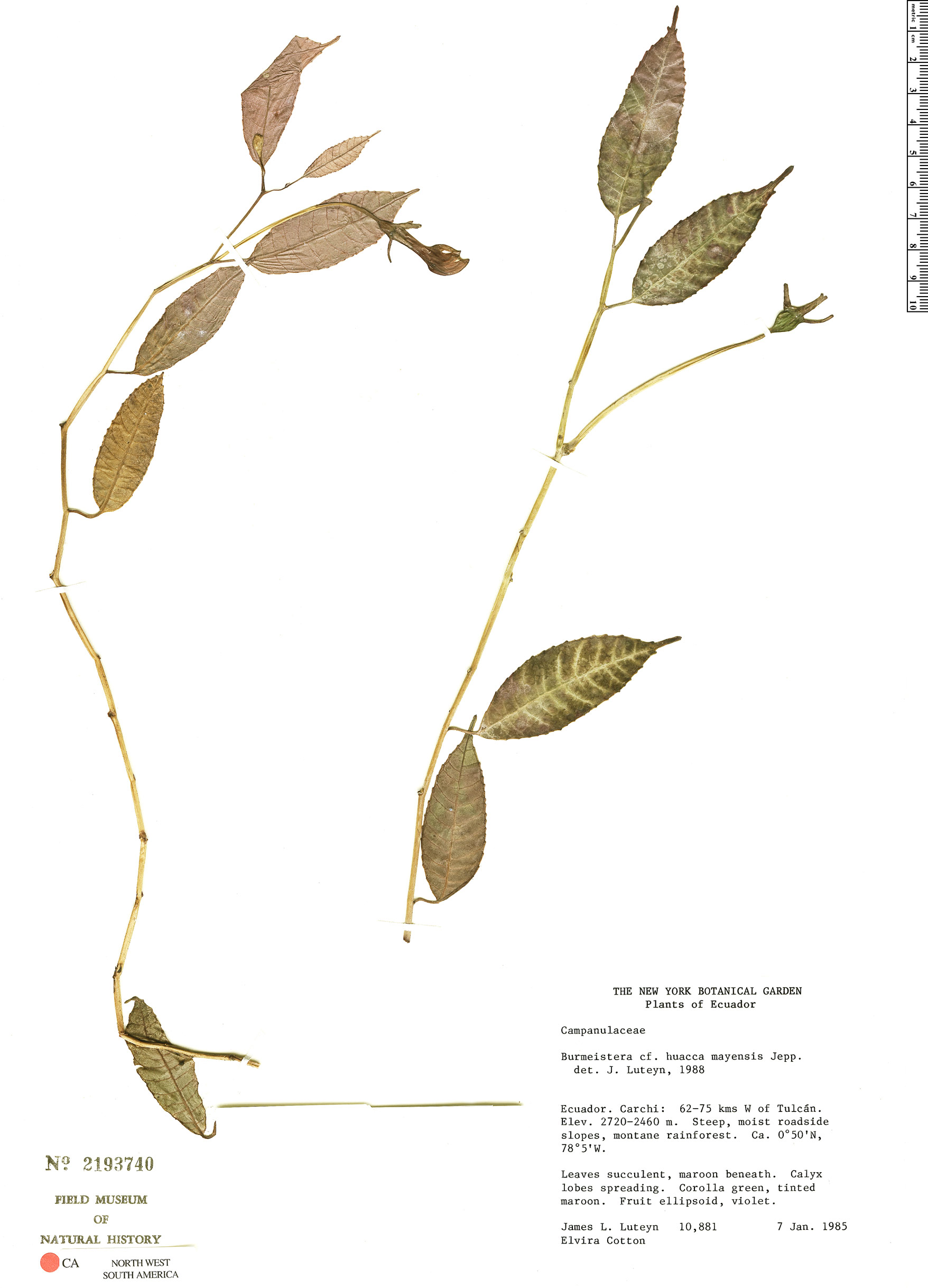 Burmeistera huacamayensis image