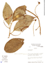Centropogon foliosus image