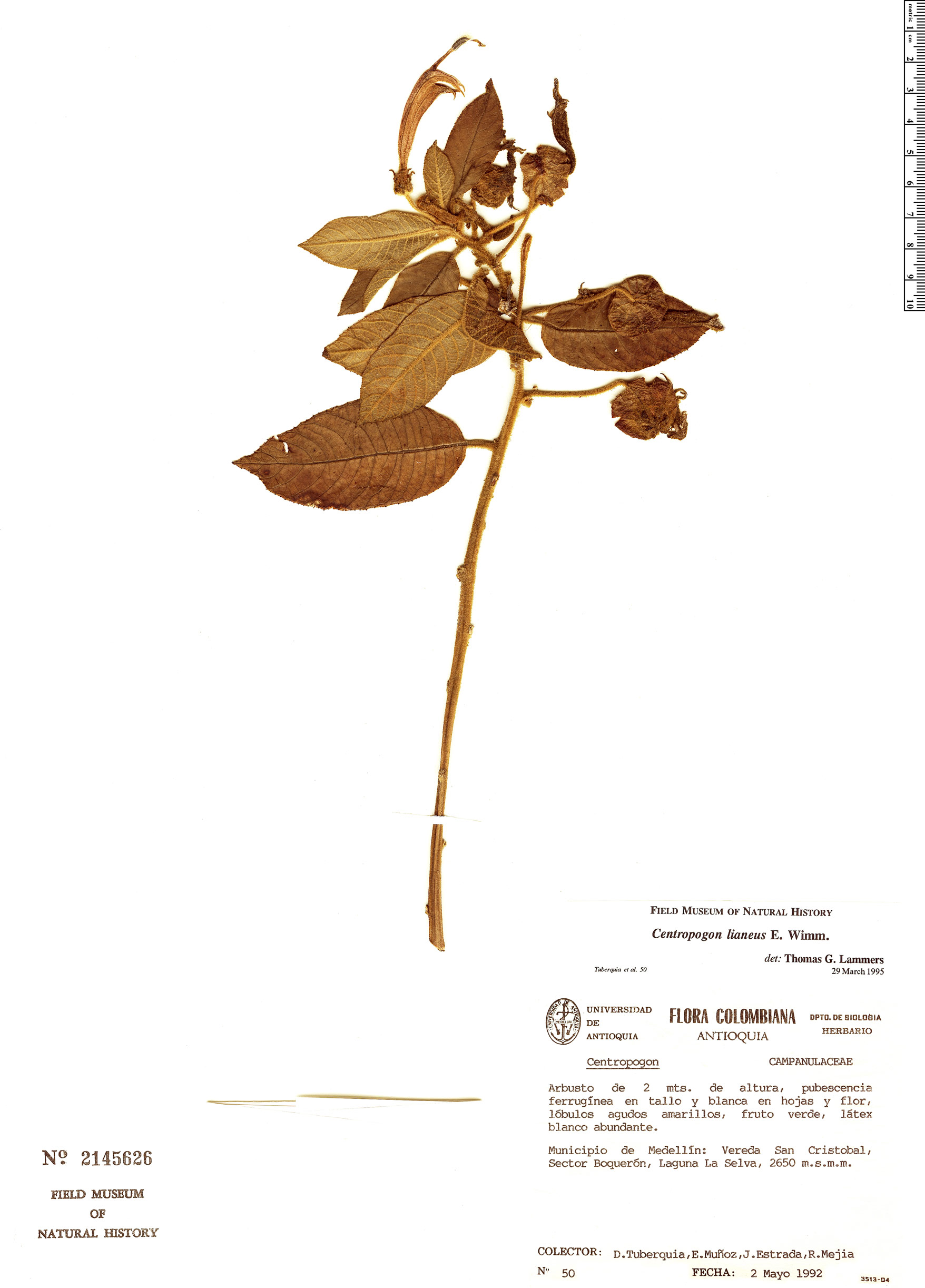 Centropogon lianeus image