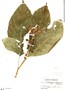 Centropogon solanifolius image