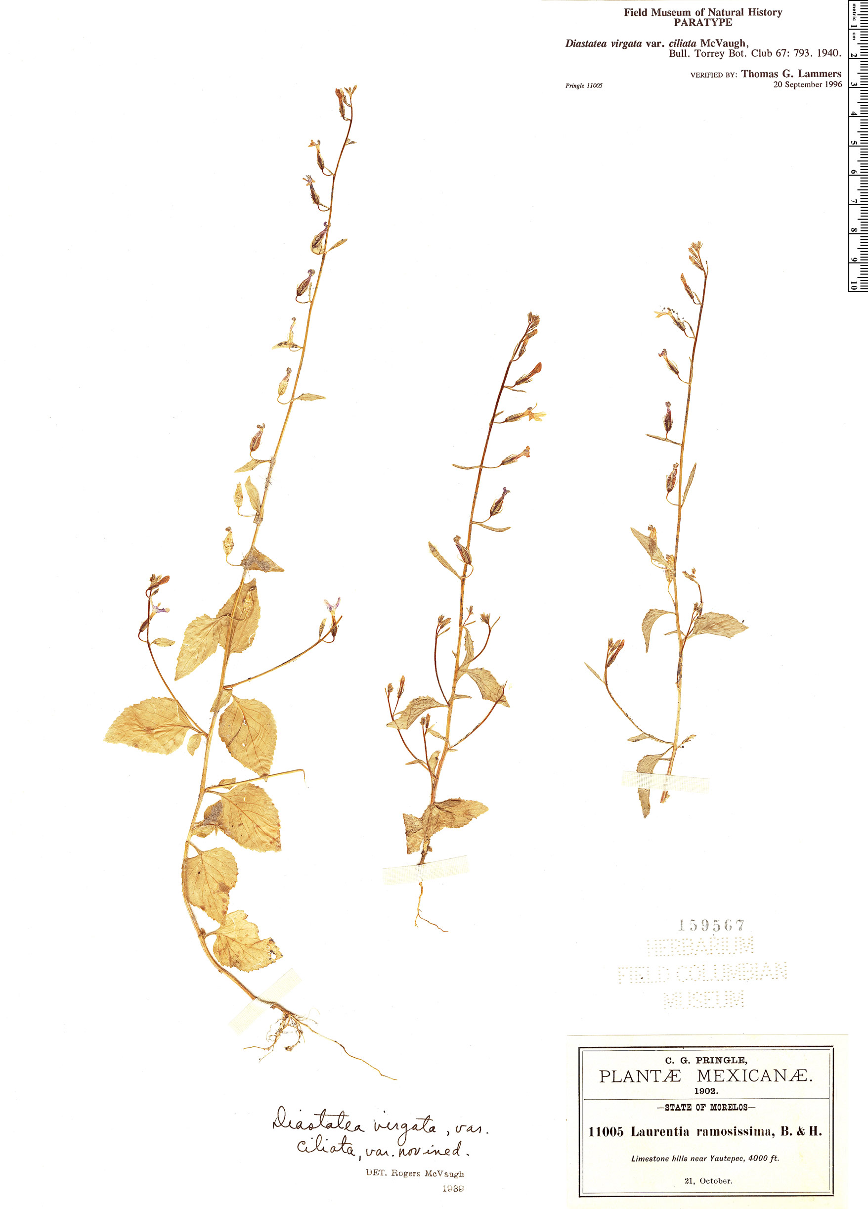 Diastatea virgata subsp. ciliata image