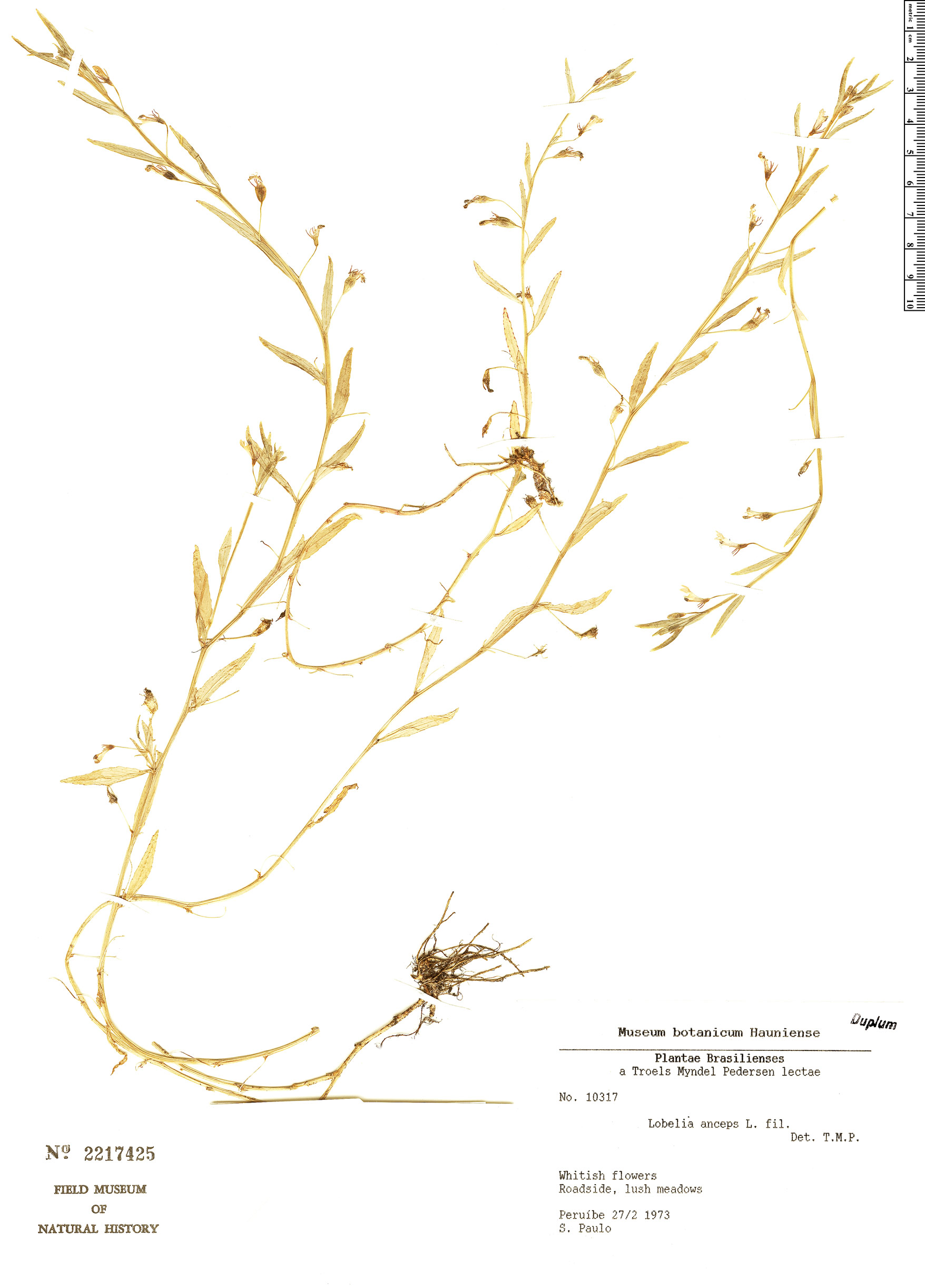 Lobelia anceps image