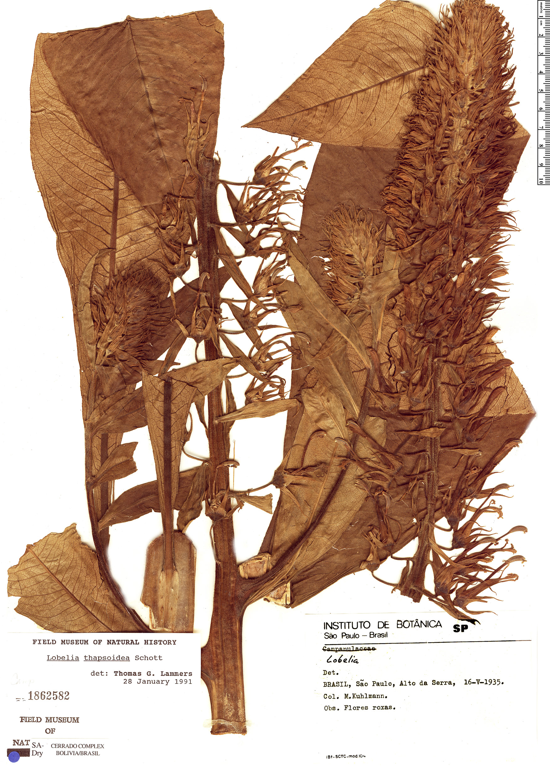 Lobelia thapsoidea image