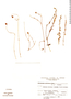 Wahlenbergia globularis image