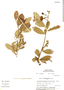 Colicodendron aviceniifolium image