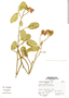 Colicodendron aviceniifolium image
