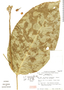 Capparidastrum macrophyllum image