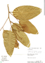 Preslianthus pittieri image
