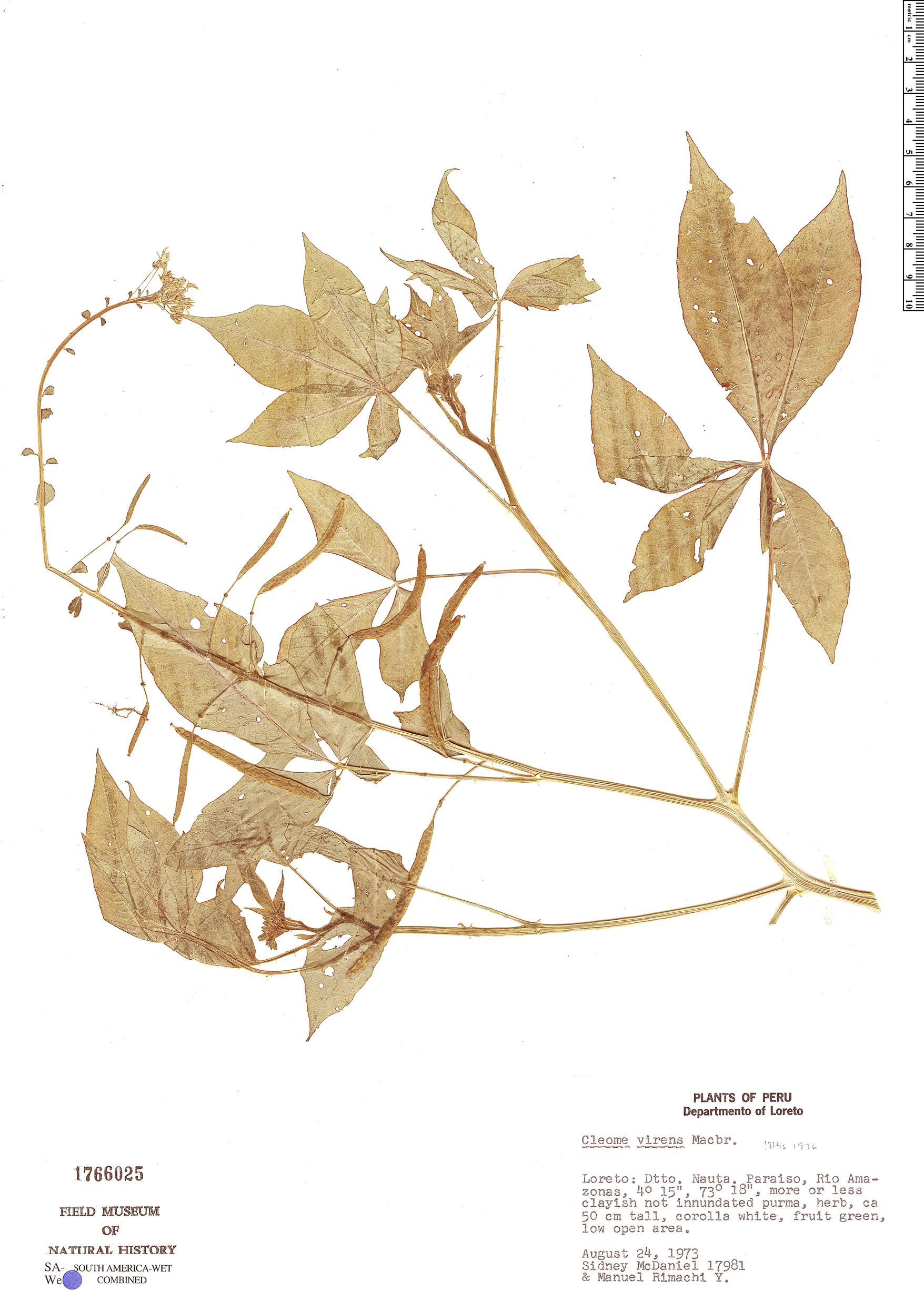 Cleome virens image