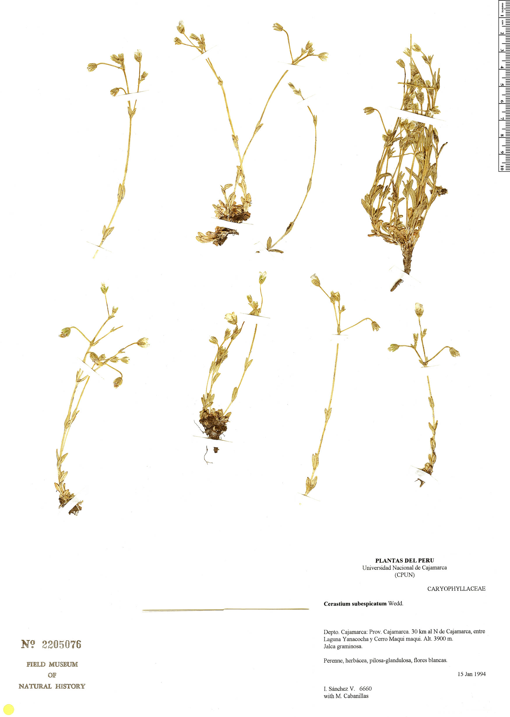 Cerastium subspicatum image