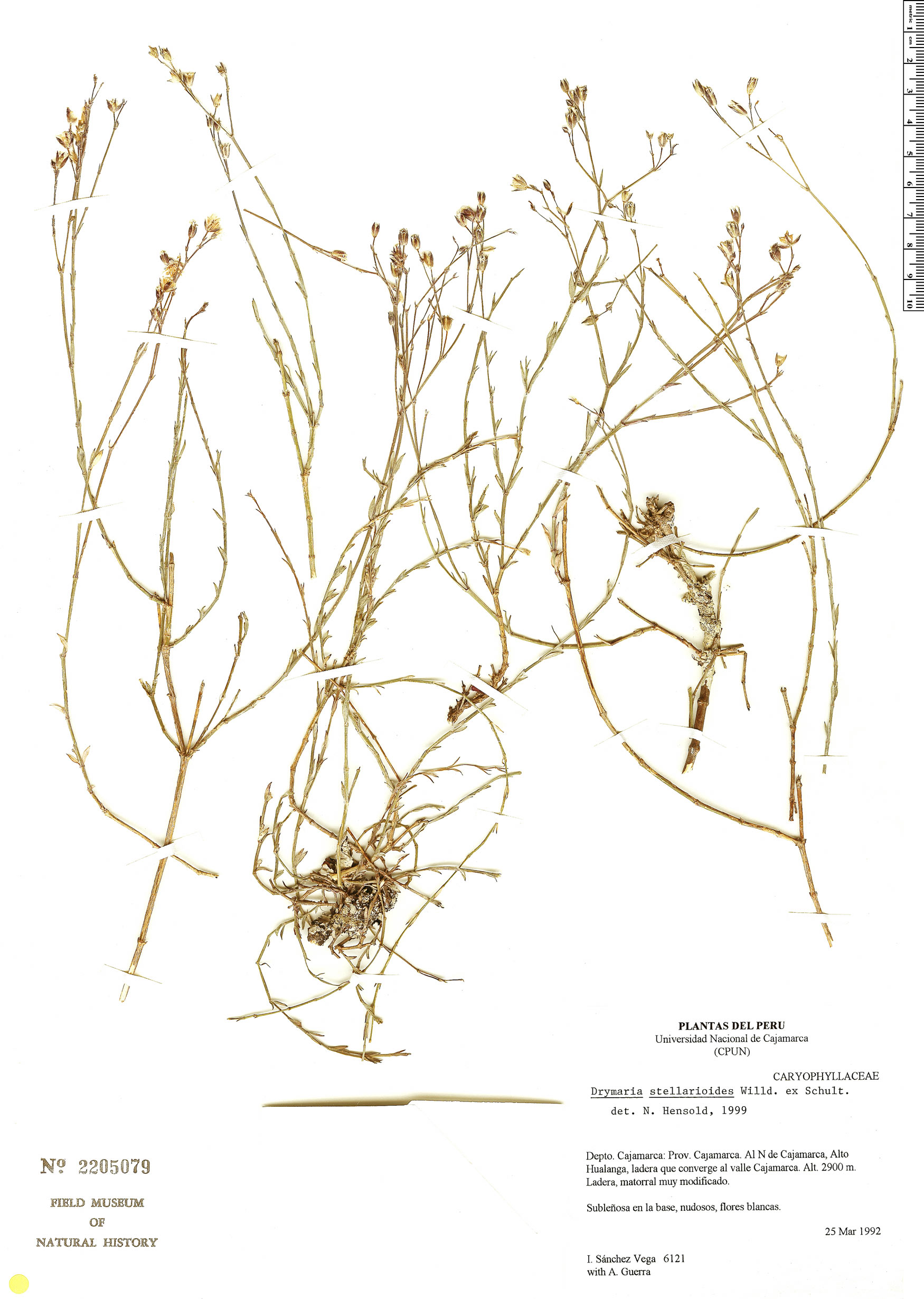 Drymaria stellarioides image