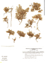 Paronychia fusciflora image
