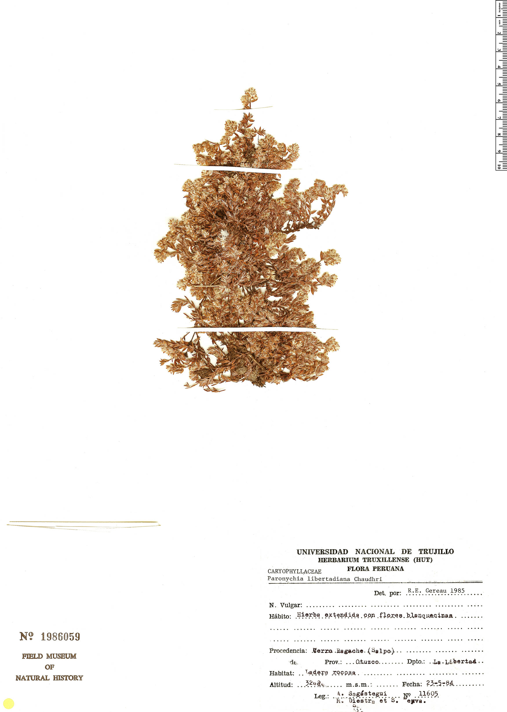 Paronychia libertadiana image