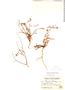 Paronychia macbridei image