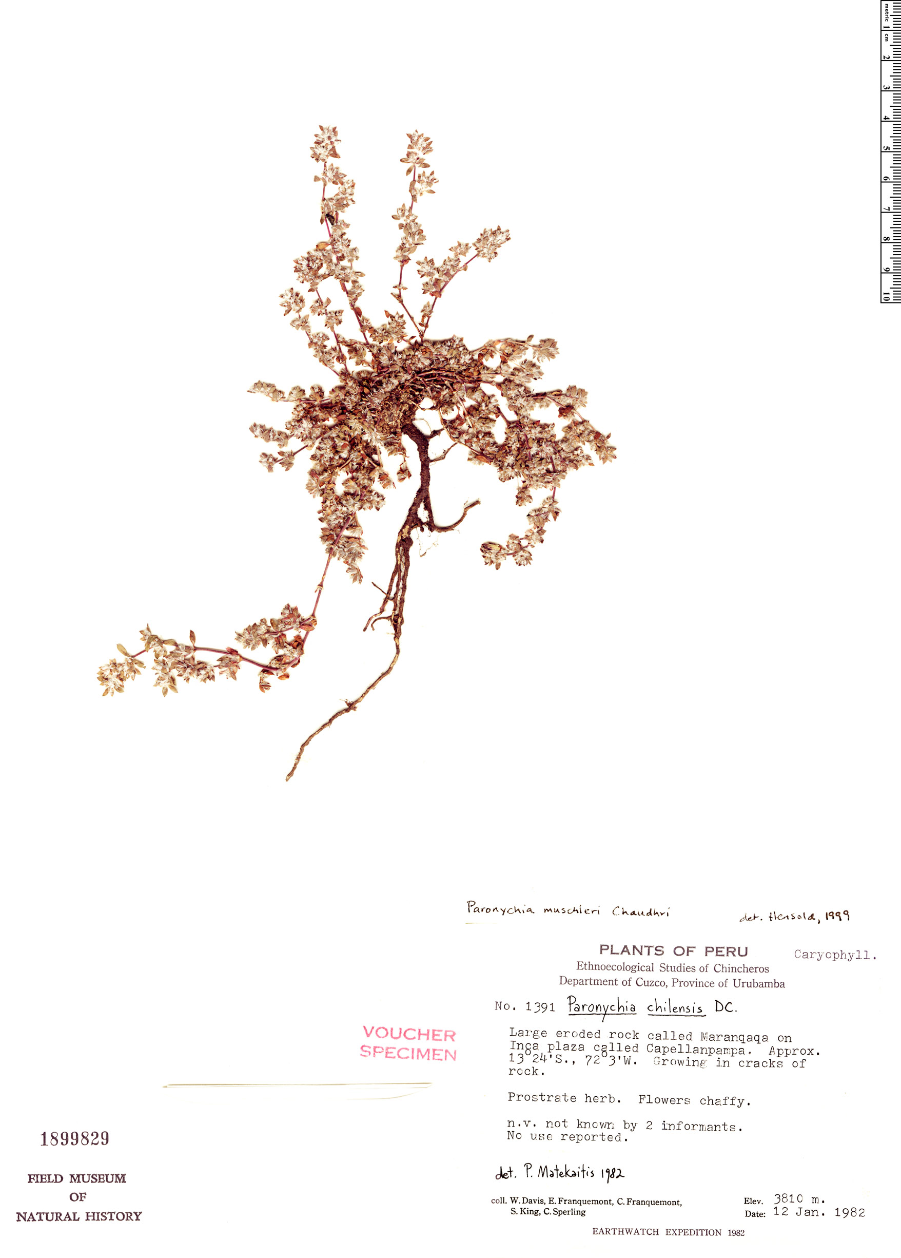 Paronychia muschleri image