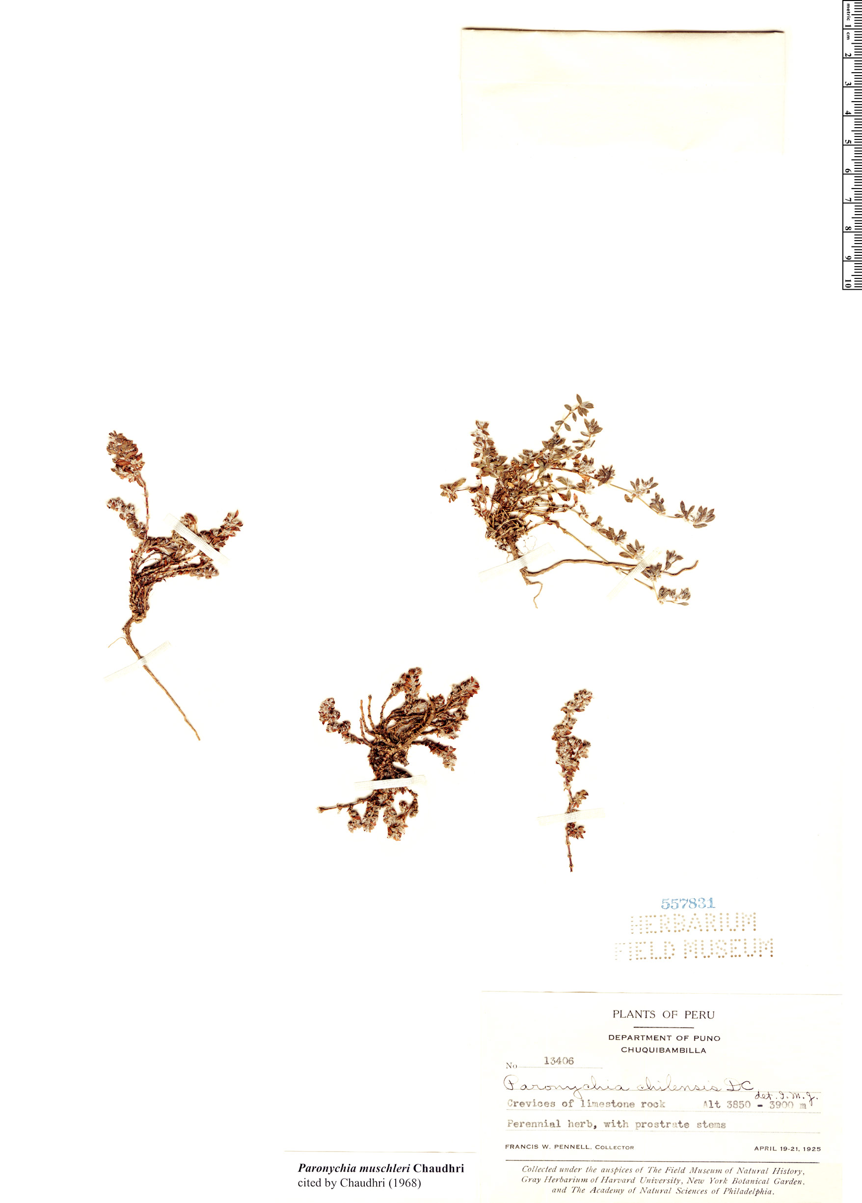 Paronychia muschleri image